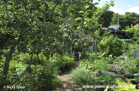 Forest Garden With 500 Edible Plants Requires Only a Few Hours of Work Per  Month – Void Network